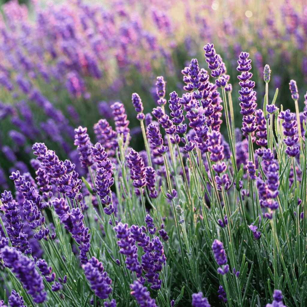 Lavanda-Amatista
